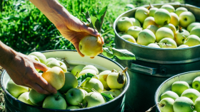 На Кубани собрали самый большой за последние 3 года урожай фруктов